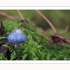 Der blaue Pilz