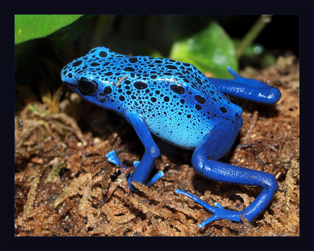 Der Blaue Prinz&hellip;. Foto &amp; Bild tiere, zoo, wildpark