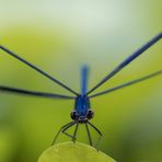 Der blaue Räuber ist zurück