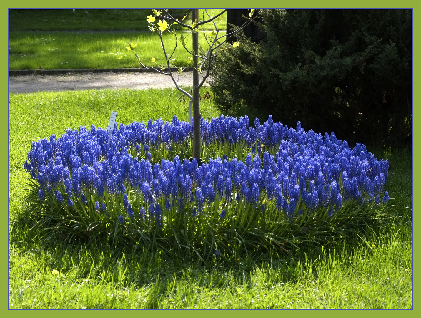 der blaue Ring