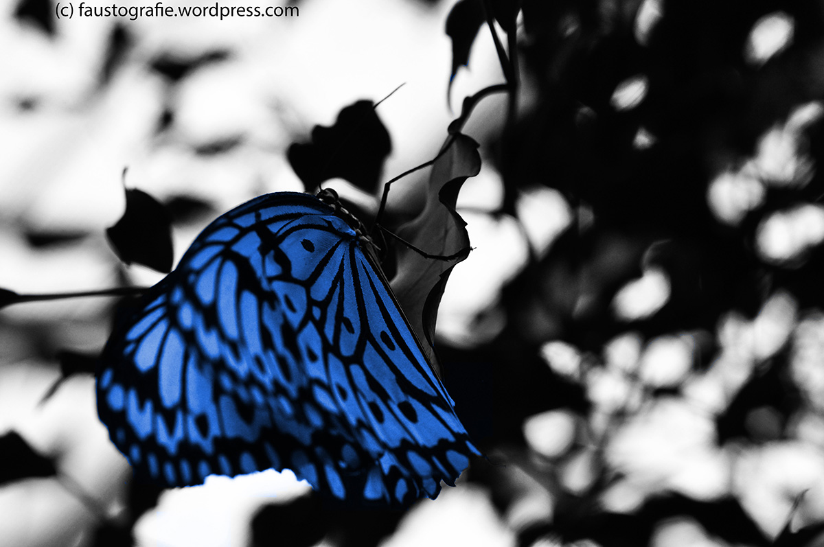 Der blaue Schmetterling