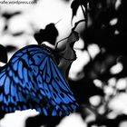 Der blaue Schmetterling