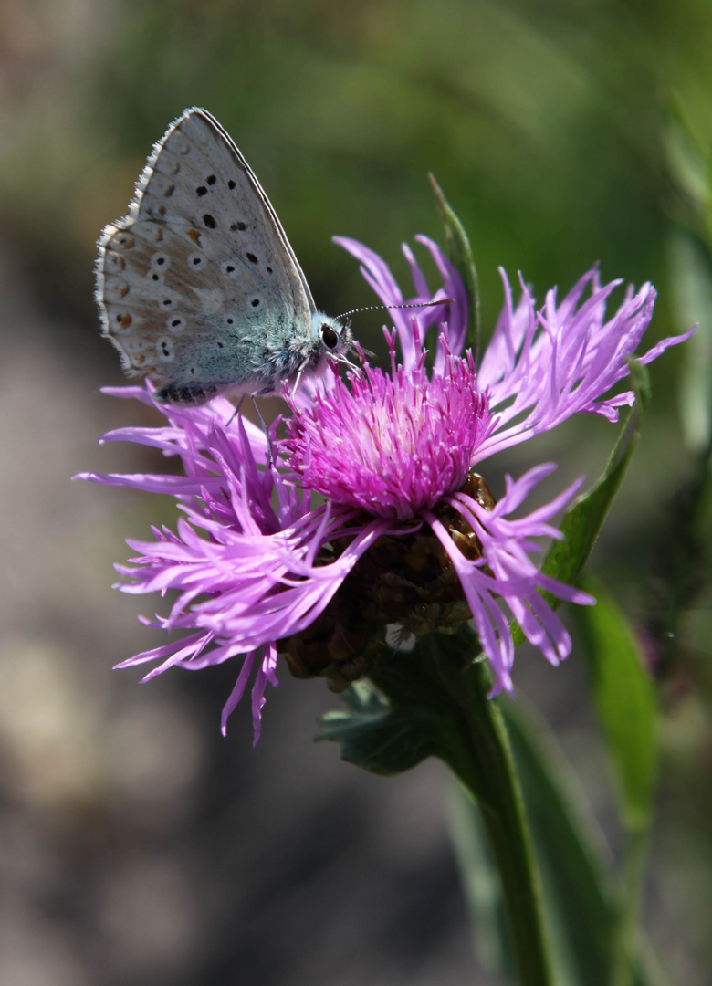 Der blaue Schmetterling