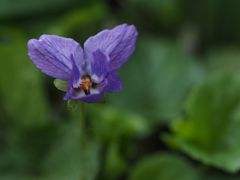 Der "blaue Schmetterling"