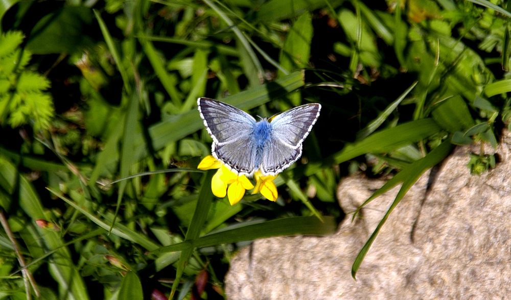 Der blaue Schmetterling