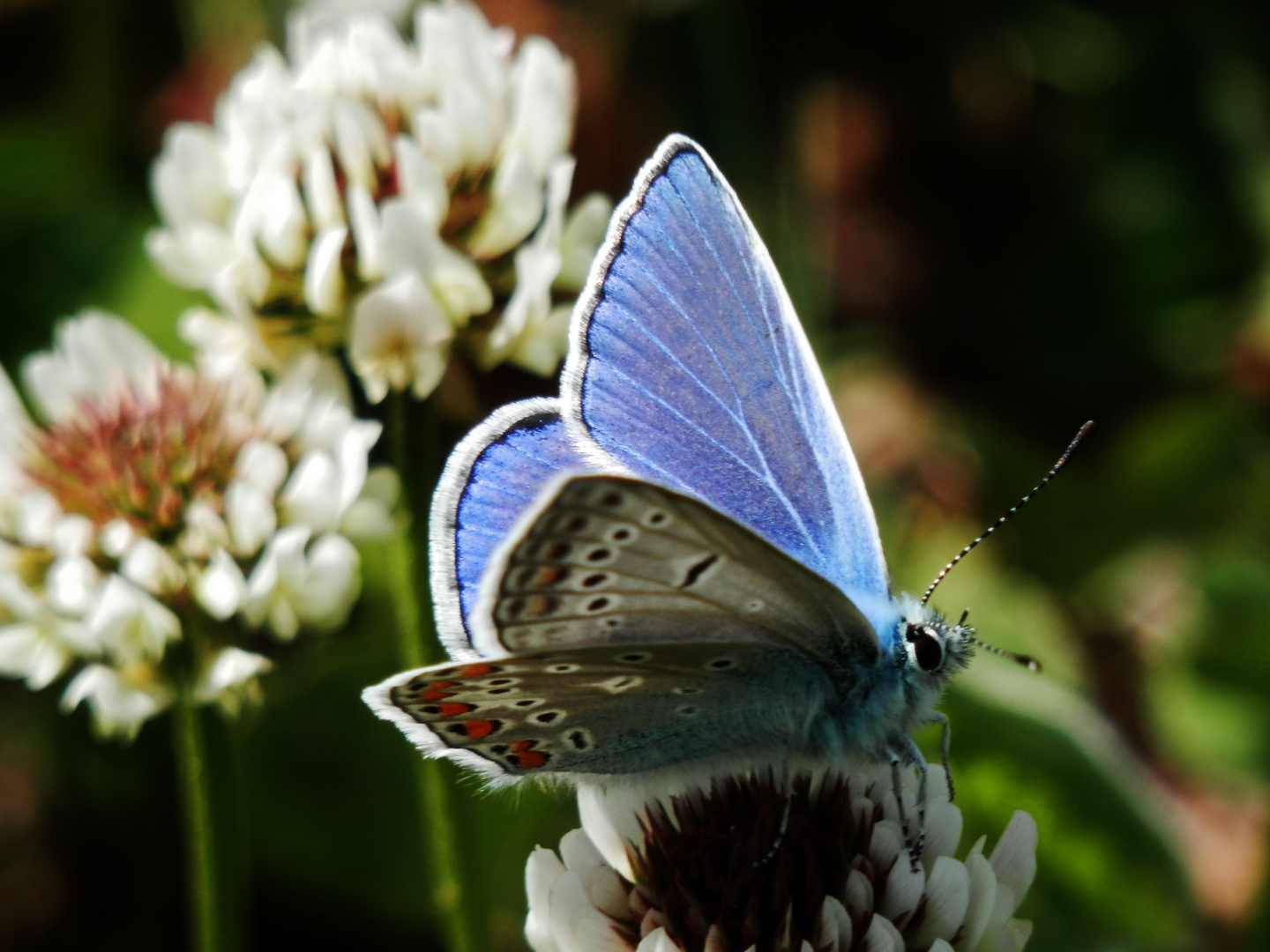 Der BLAUE Schmetterling/2