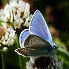 Der BLAUE Schmetterling/2