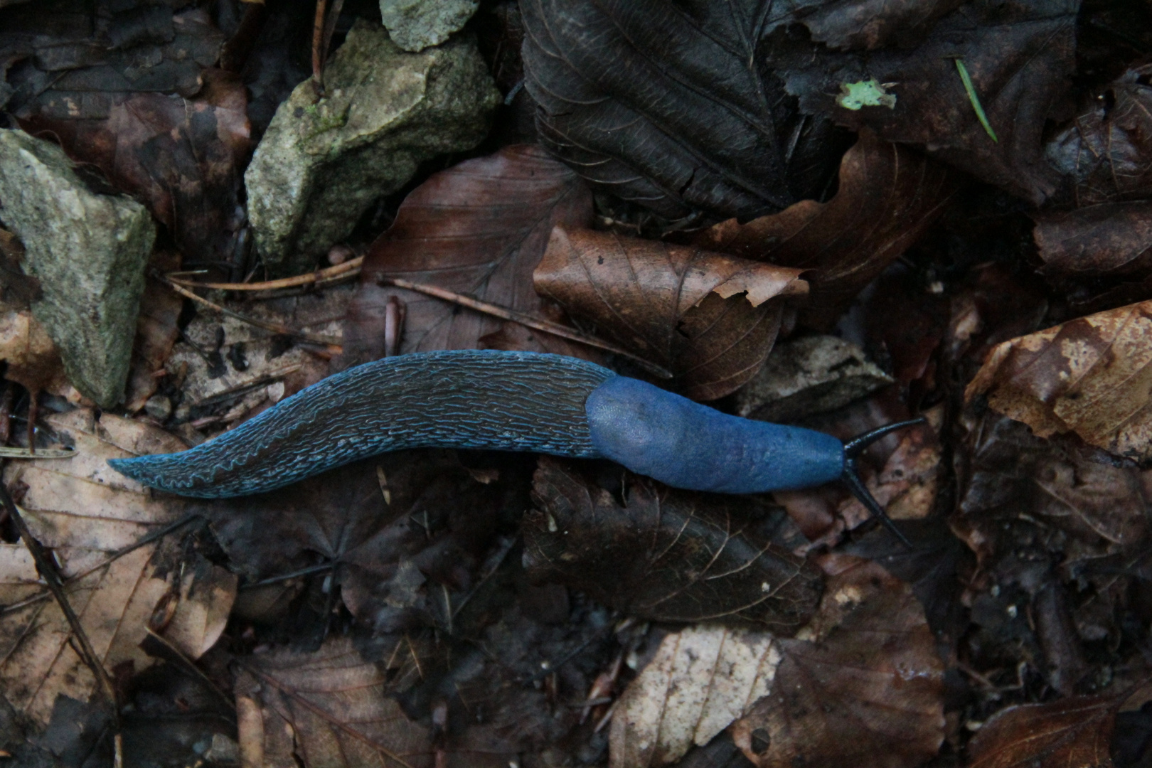 der blaue schnegel