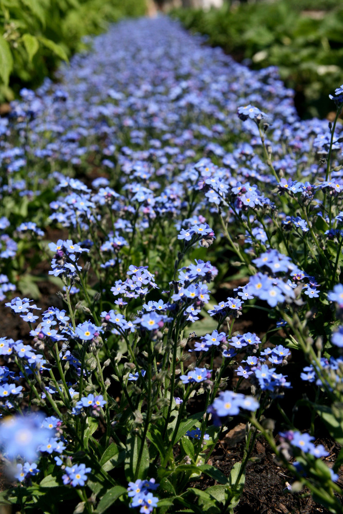 Der "blaue" Teppich für die BUGA Gäste