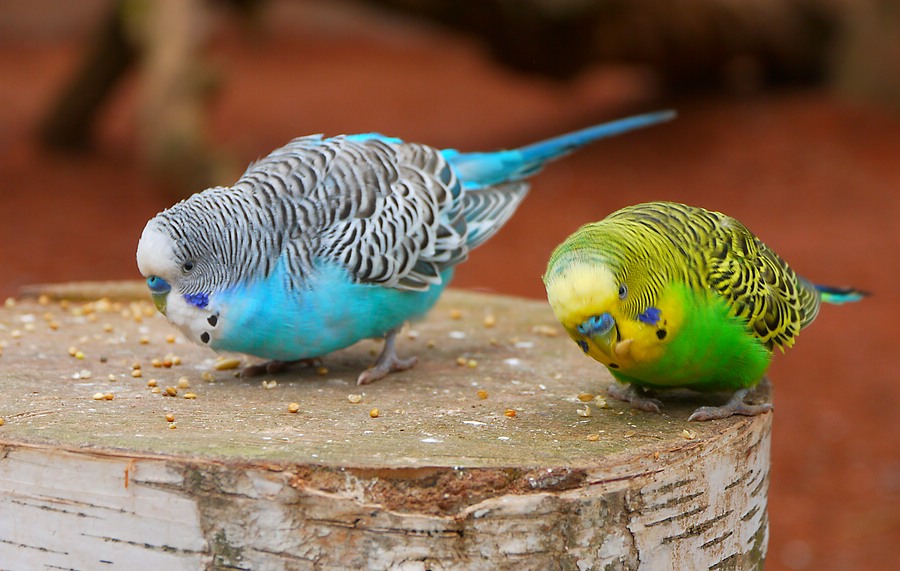 Der blaue und grüne