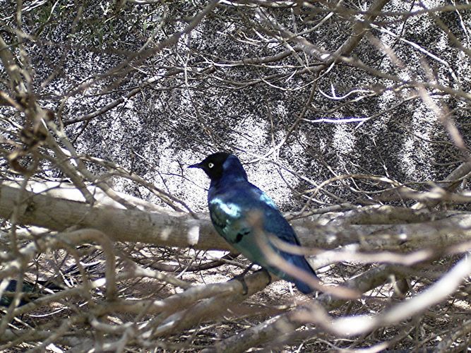 Der blaue Vogel