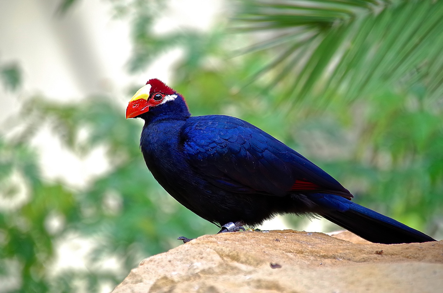 Der blaue Vogel