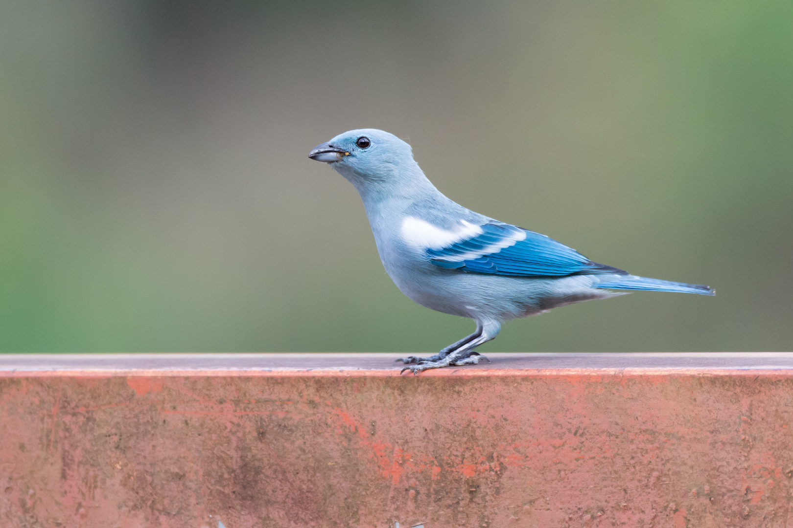 Der Blaue Vogel