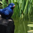 Der blaue Vogel