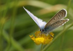 Der Blaue von der Festplatte 2