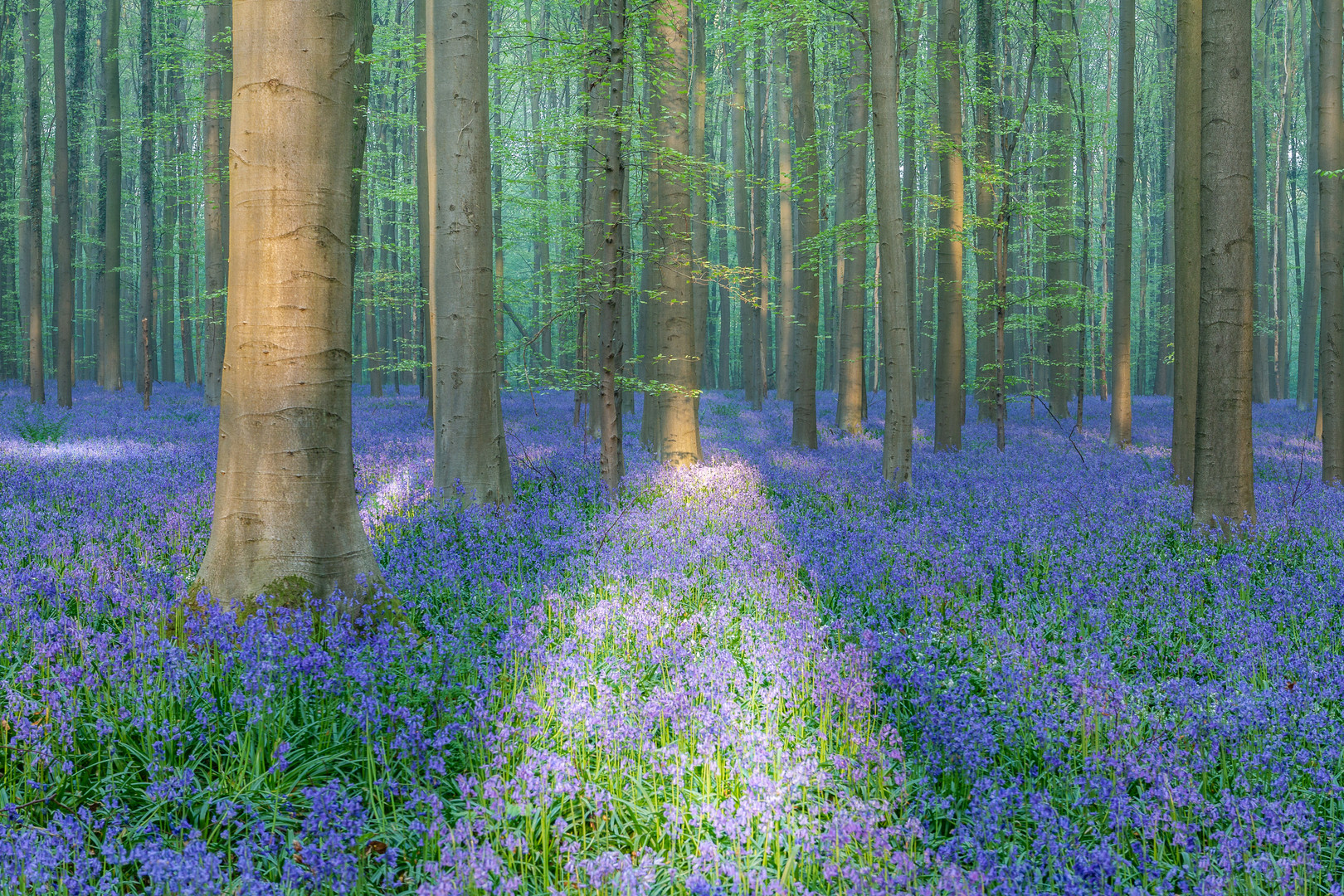 Der Blaue Wald