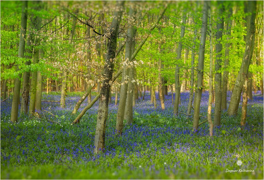 Der blaue Wald