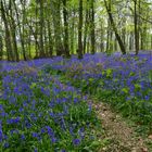 der blaue Wald