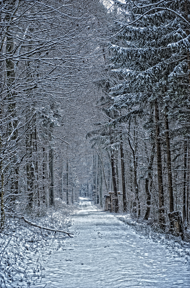 Der blaue Wald..