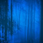 Der Blaue Wald