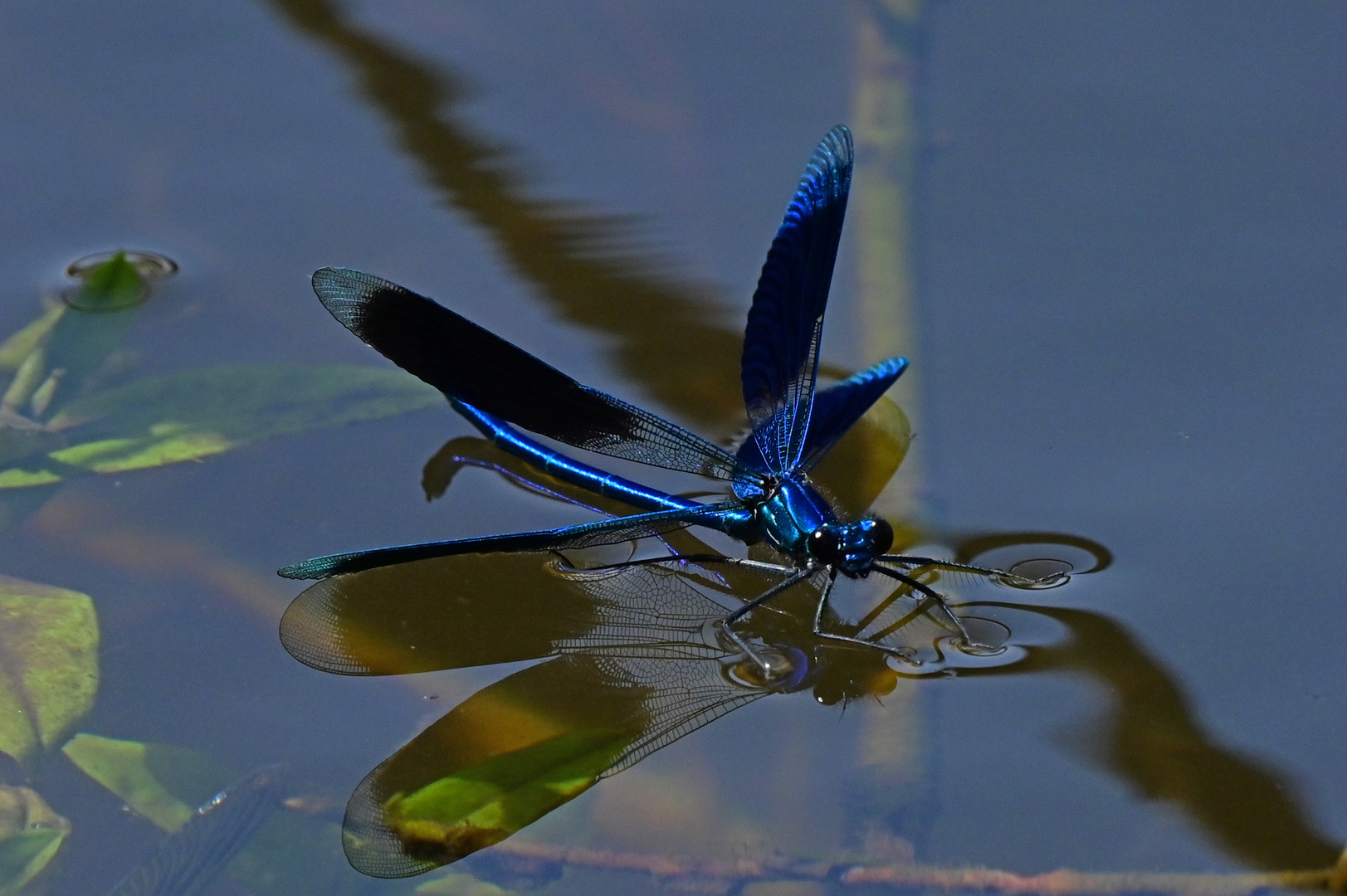 Der blaue Wasserläufer