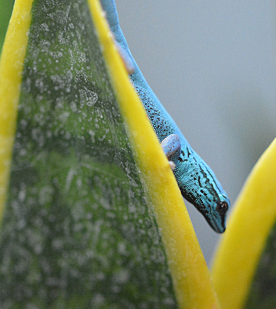 Der Blaue Zwergtaggecko (Lygodaktylus williamsi)