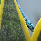 Der Blaue Zwergtaggecko (Lygodaktylus williamsi)