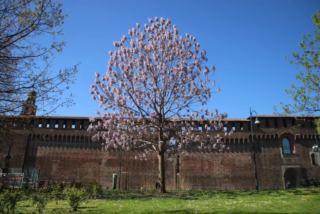 Der Blauglockenbaum in Mailand