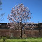 Der Blauglockenbaum in Mailand