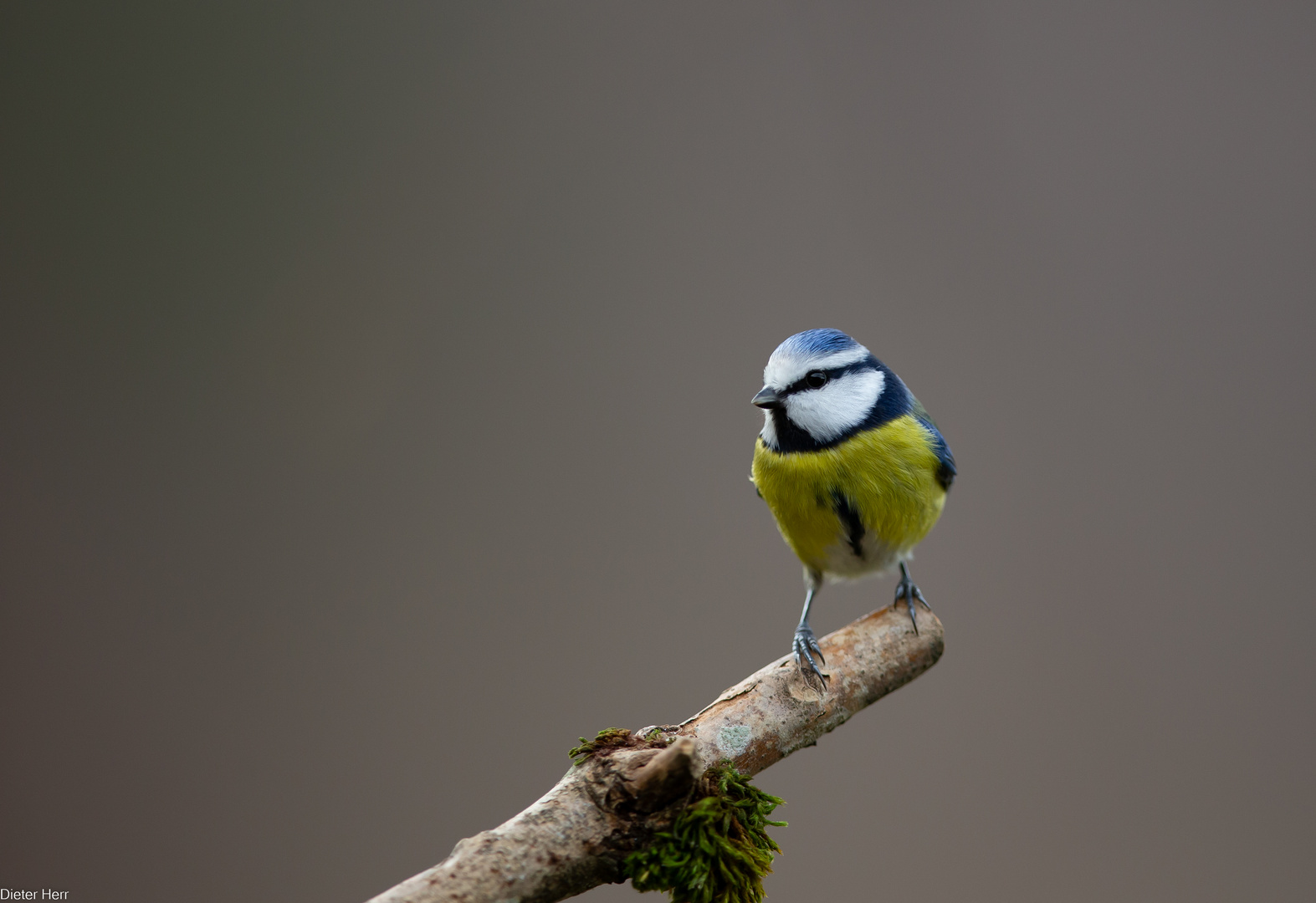 Der Blauhelm...