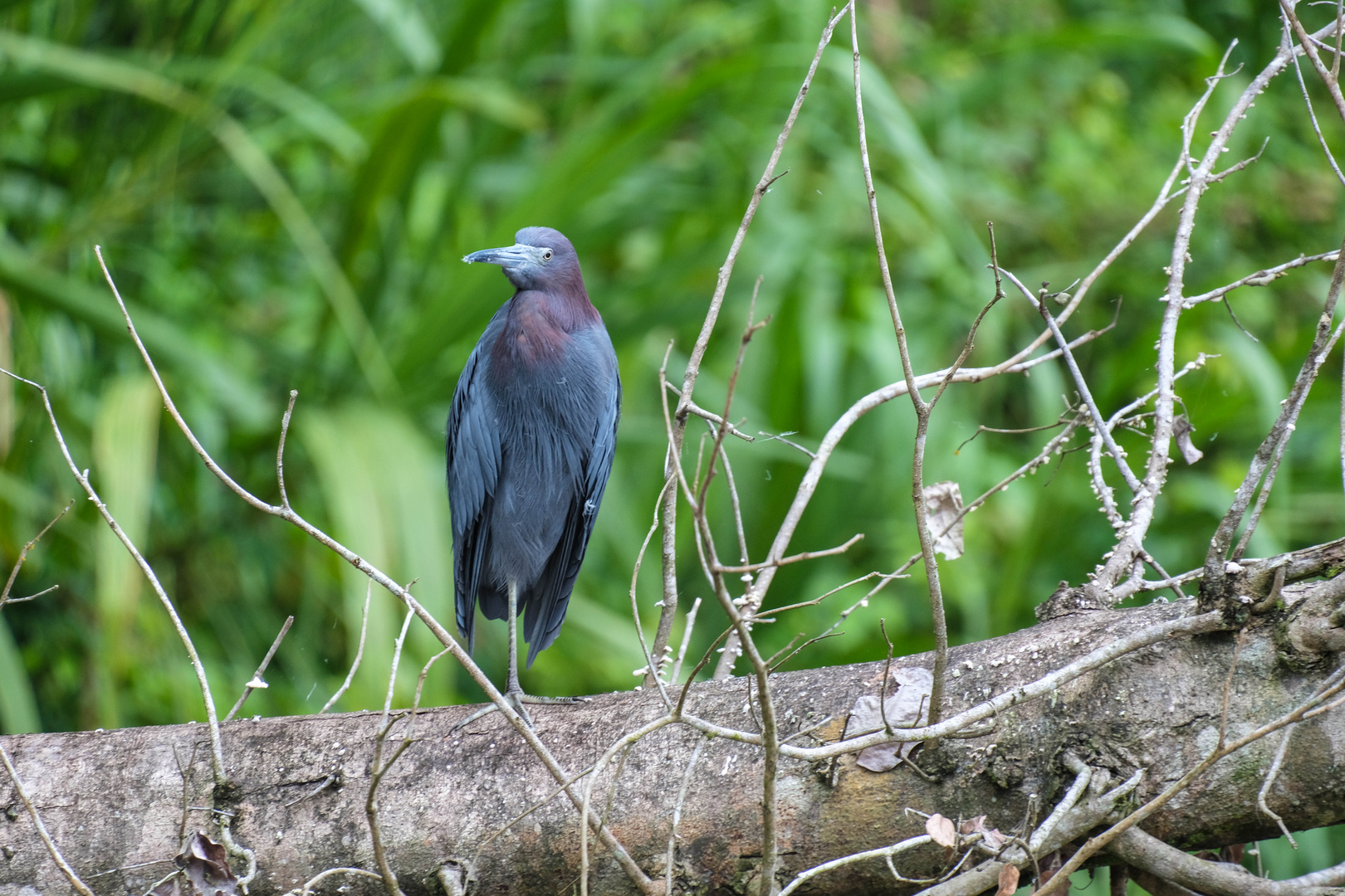 ...der Blaureiher...