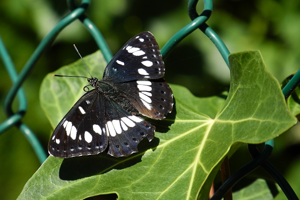 Der Blauschwarzer Eisvogel