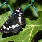 Der Blauschwarzer Eisvogel