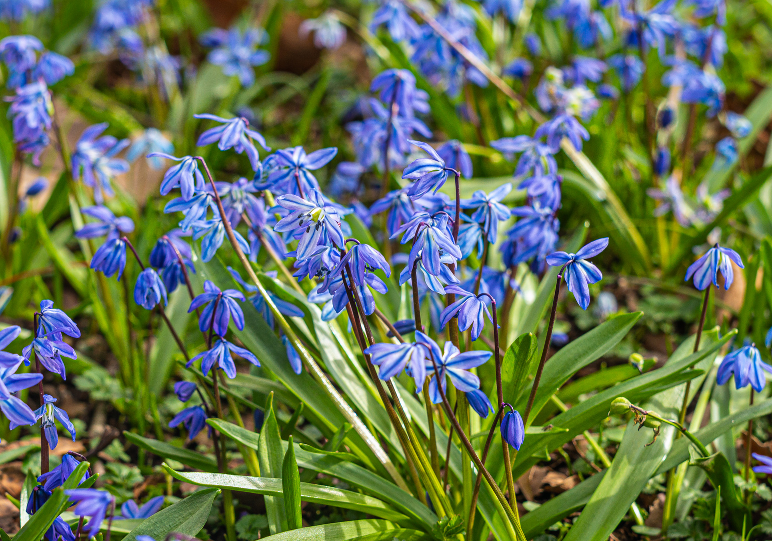 Der Blaustern blüht wieder...