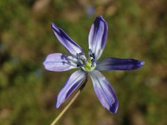 Der Blaustern - Scilla