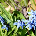 "Der Blaustern ( Scilla bifolia )"