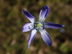 Der Blaustern - Scilla