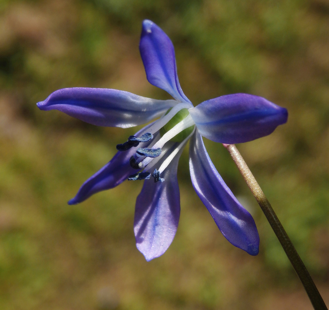 Der Blaustern - Scilla