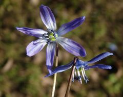 Der Blaustern - Scilla