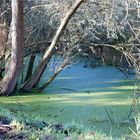 der Blautopf ...