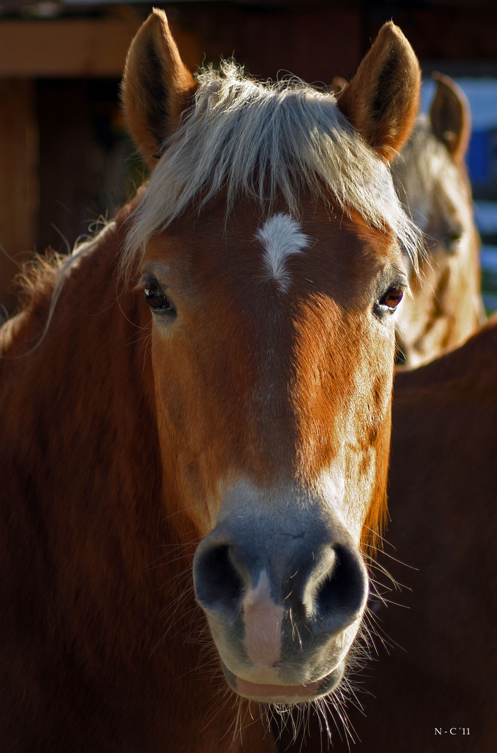 "Der Blick 1* bei Hinang"