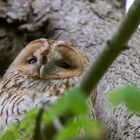 ~ Der Blick ~