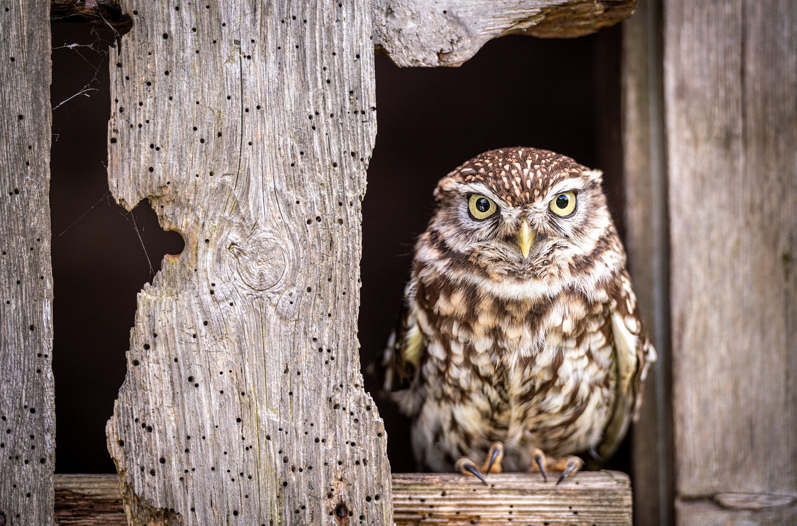 Der Blick