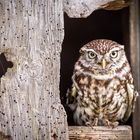 Der Blick