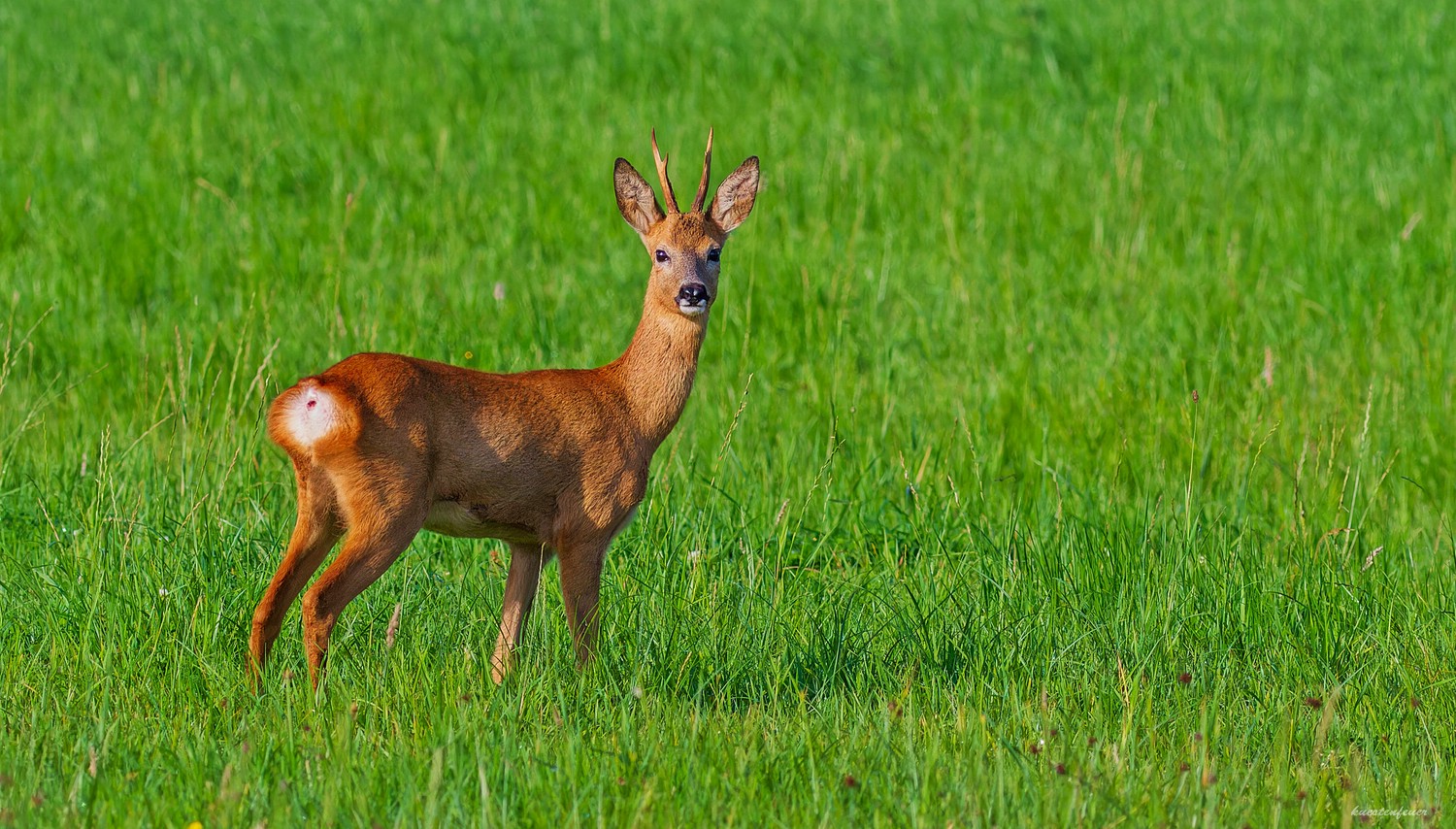 Der Blick....