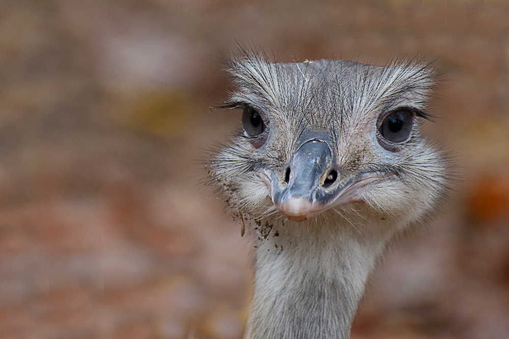 DER  BLICK