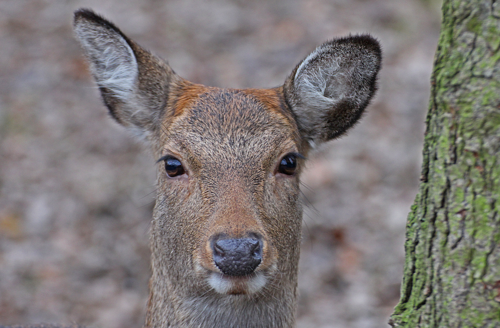 Der Blick