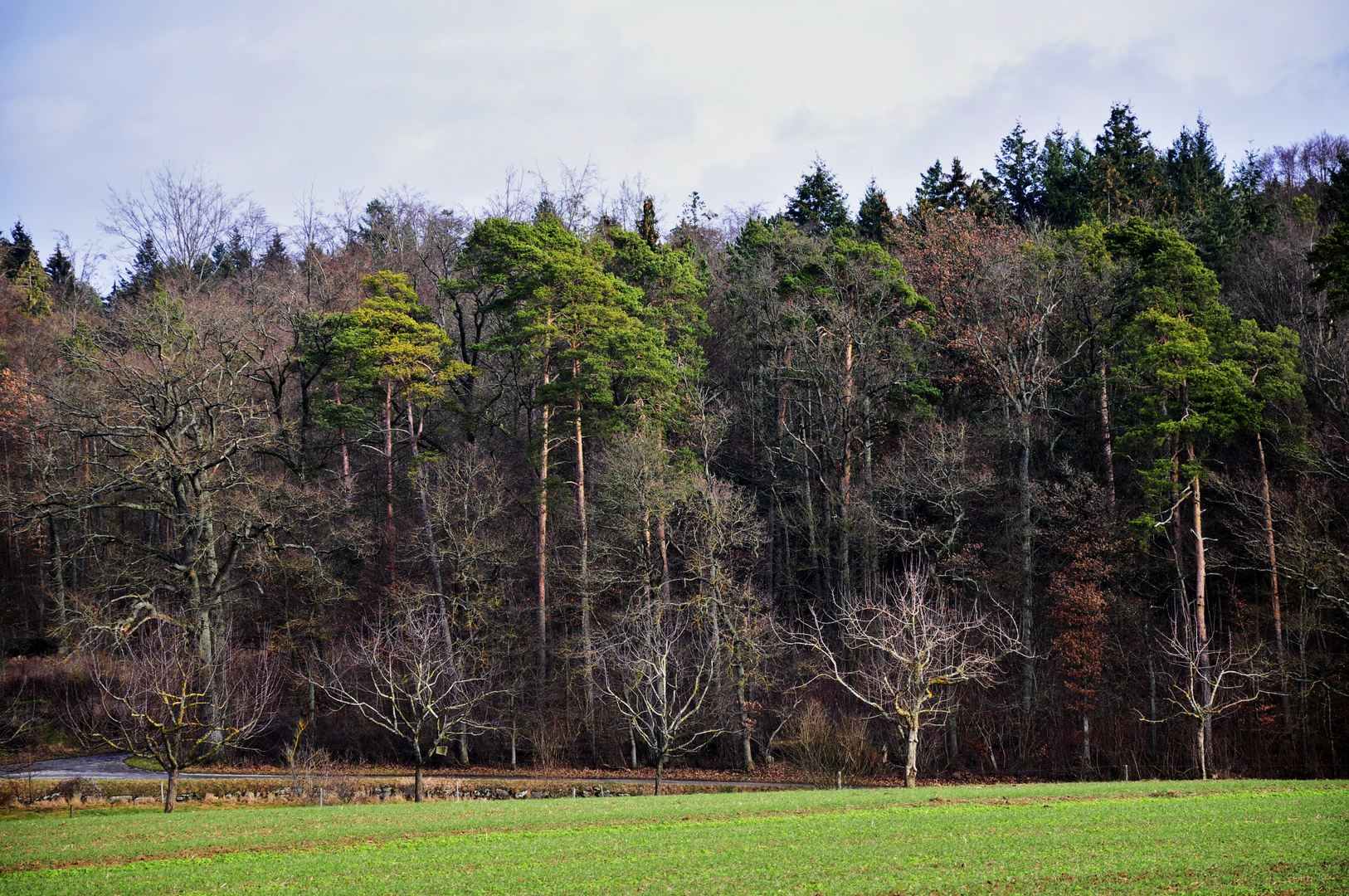 ..der Blick auf die Bäume