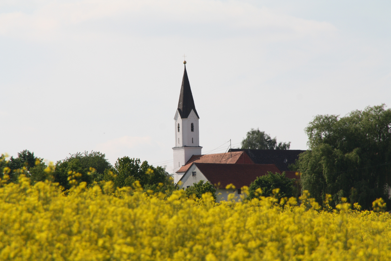 Der Blick auf die Kirche durch das Rapsfeld