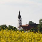 Der Blick auf die Kirche durch das Rapsfeld